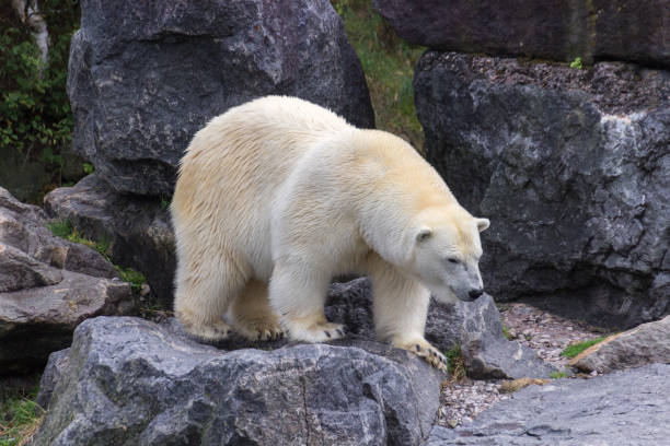 istock Polar bear in the north of Canada 1014943138