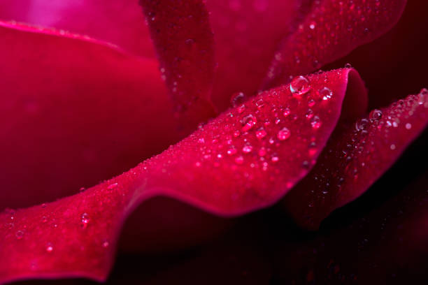 Red rose closeup with water drops stock photo