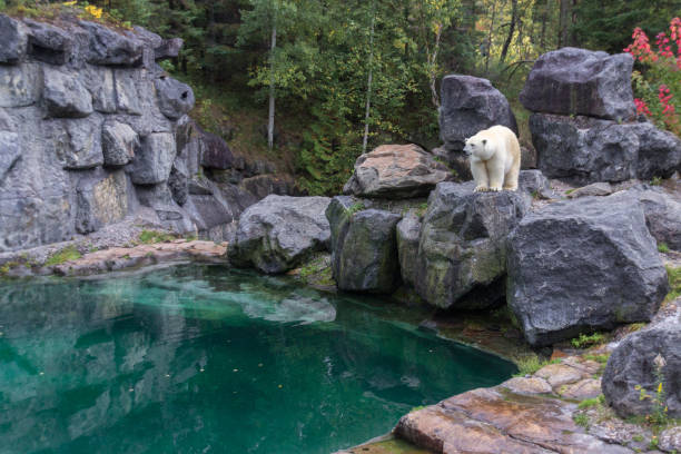 istock Polar Bear in the north of Canada 1014946664