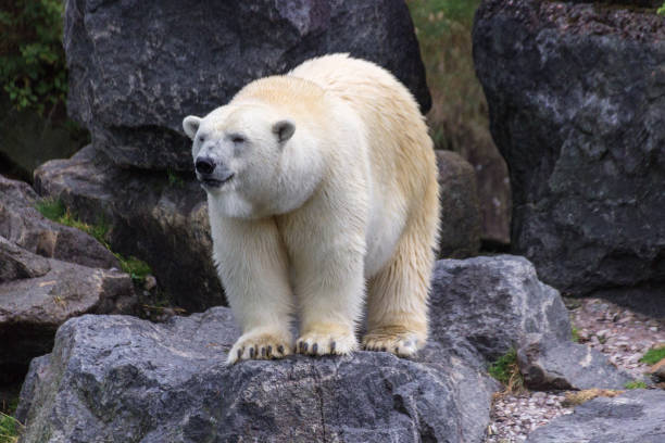 istock Polar Bear in the north of Canada 1014946714