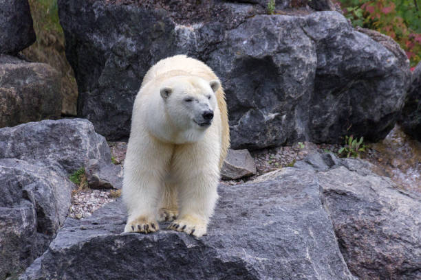 istock Polar Bear in the north of Canada 1014946802