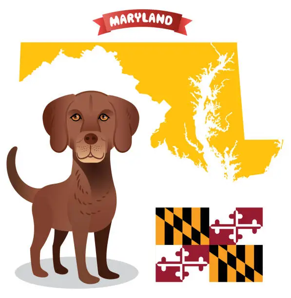 Vector illustration of Chesapeake Bay Retriever Maryland