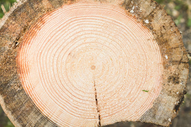 istock Smooth cut of sawn round wooden log 1014953646