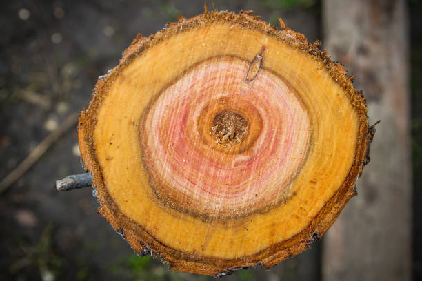 istock Smooth cut of sawn round wooden log 1014953654