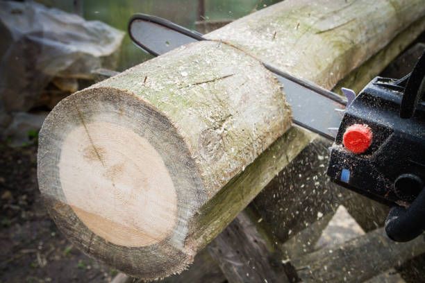 istock Cut logs for firewood with a chain saw 1014953770