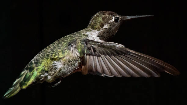 hummingbird isolated - bird hummingbird flying annas hummingbird imagens e fotografias de stock