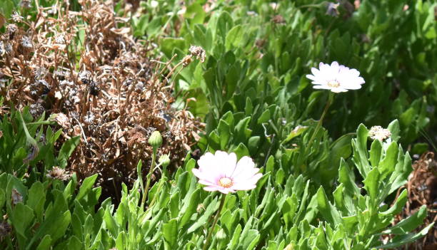 istock Flowers at Mijas, Malaga, Spain 1014955270