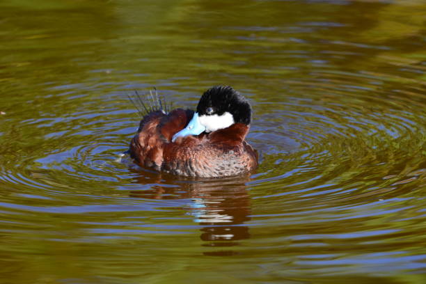 istock A Male Ruddy Duck Swims 1014961662
