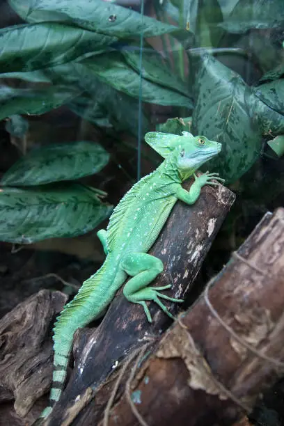 The common basilisk (Basiliscus basiliscus) is a species of lizard in the family Corytophanidae