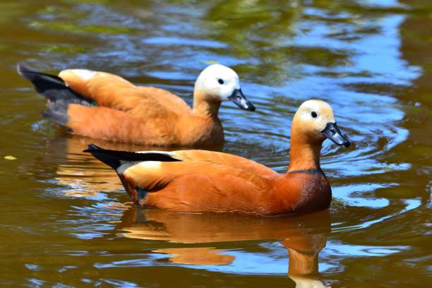 istock Female and Male Ruddy Shelducks 1014969666