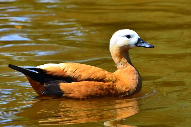 istock Female Ruddy Shelduck 1014969670