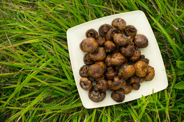 Delicious champignon mushrooms fried on a grill on a white dish against a background of green grass. Barbecue grilled food for summer picnic. Healthy food (meal) on flaming hot. Top view. Outdoor. deliciosos champiñones champiñones fritos en una parrilla en un plato blanco sobre un fondo de hierba verde. barbacoa a la parrilla comida para picnic de verano. alimentos saludables (comida) en llamas calientes. vista superior. al aire libre.