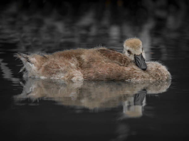 istock Young Canada goose trying to sleep 1014974218