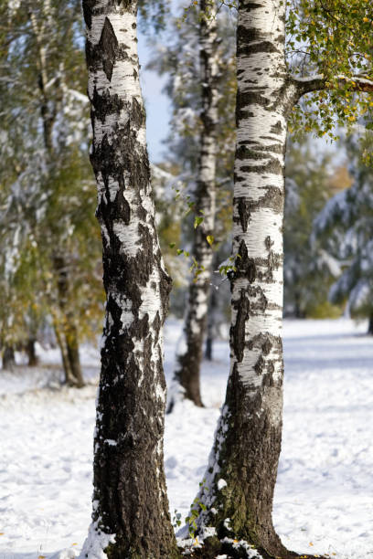 istock Trunks of birches in a snowy winter forest 1014974298