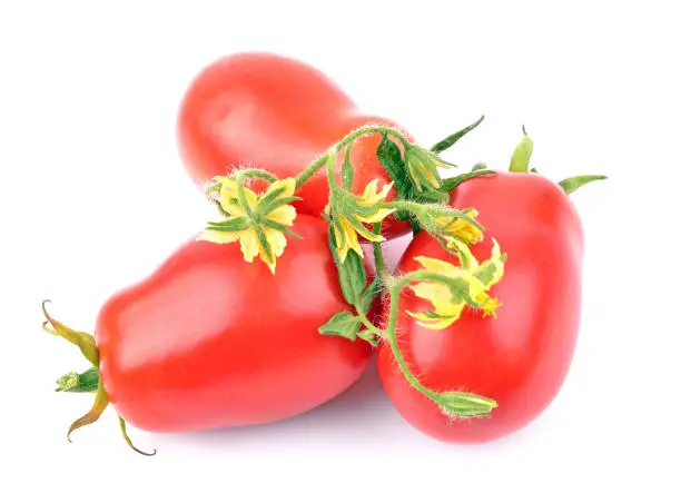 Red tomatoes on a white background, isolated