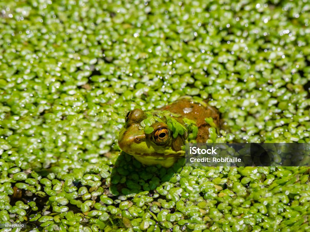 Frog in a marsh Wildlife in nature Animal Wildlife Stock Photo