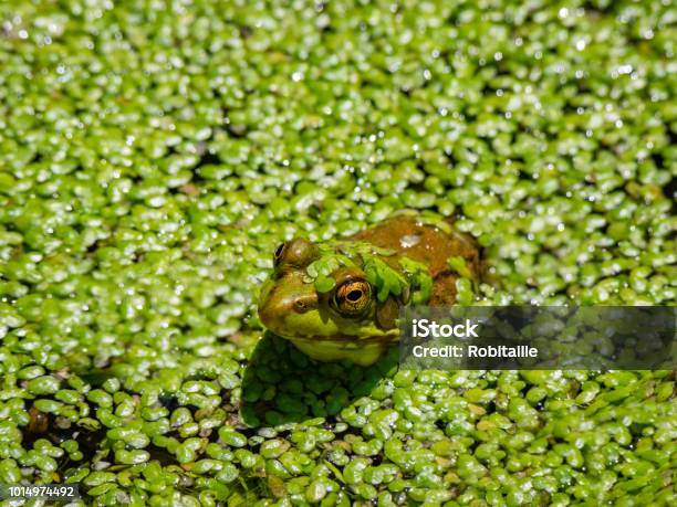 Frog In A Marsh Stock Photo - Download Image Now - Animal Wildlife, Animals In The Wild, Canada