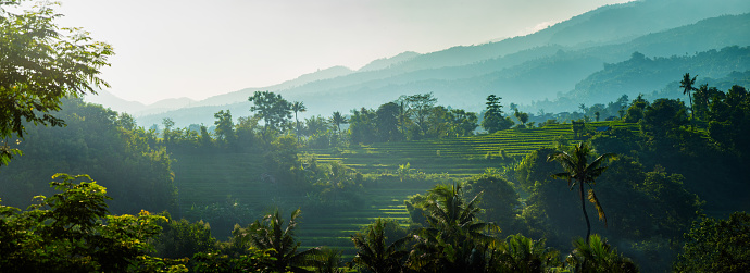 Panoramic view of Terraced fields in North Bali on a hazy morning