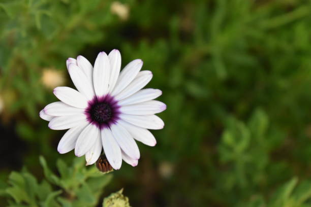 istock Flowers at Mijas, Malaga, Spain 1014987408