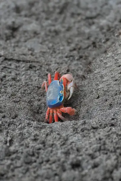 Photo of Sand crab in Sao Tome