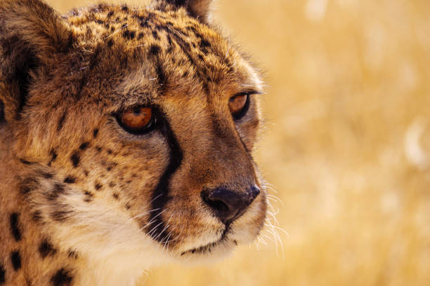 istock Cheetah on the savannah close-up 1014995946