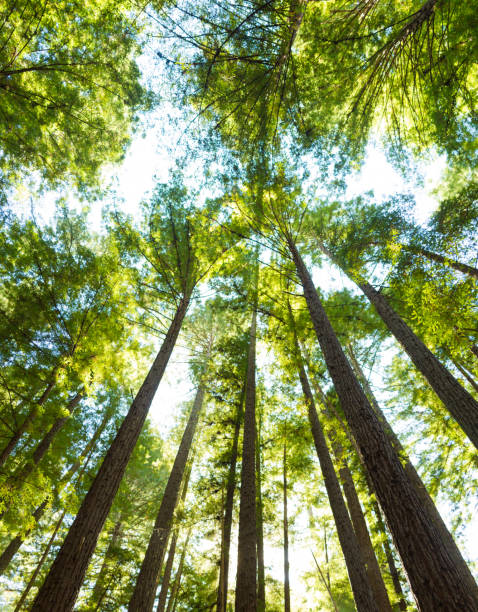 istock Low wide angle view of redwood trees. 1014998152