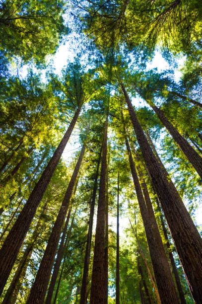 vista grandangolare bassa delle sequoie. - redwood sequoia california redwood national park foto e immagini stock