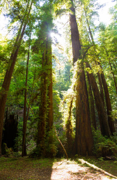 istock Majestic View of redwood trees 1014998220