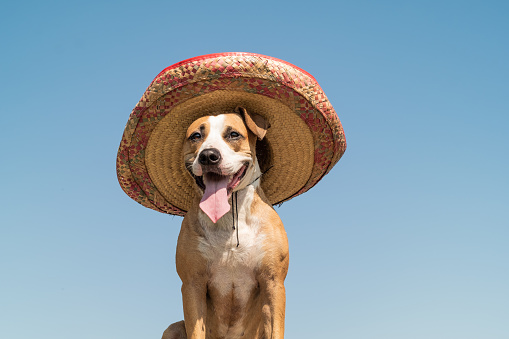 Cute funny staffordshire terrier dressed up in sombrero hat as mexico festive symbol or for halloween