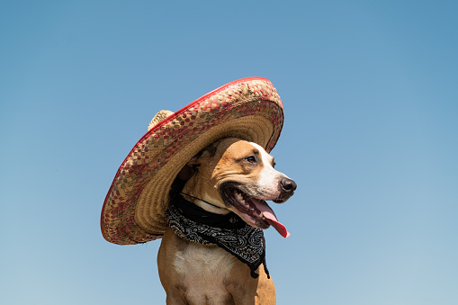 Beautiful Dog In Mexican Hat As A Western Style Bandit Of Gangster Stock  Photo - Download Image Now - iStock