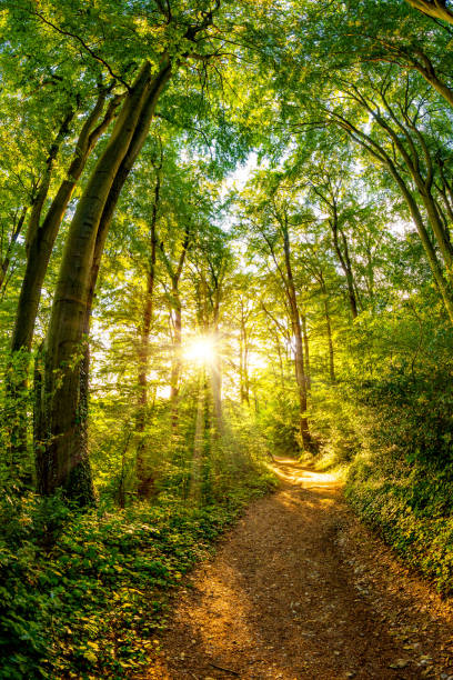 istock Path through the forest lit by golden sun rays 1015007226
