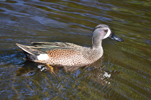 A male blue-winged teal swims in a pond in Florida.