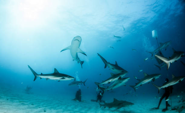 istock Caribbean reef sharks at the Bahamas 1015012562