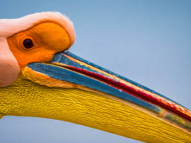 istock Full color pelican close-up 1015012708