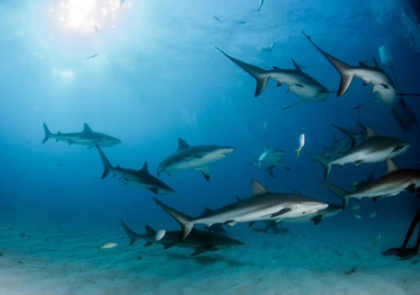istock Caribbean reef sharks at the Bahamas 1015012758