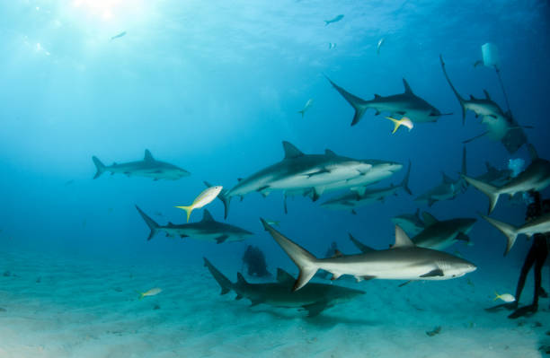 istock Caribbean reef sharks at the Bahamas 1015012840