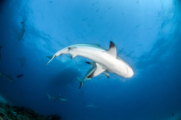 istock Caribbean reef sharks at the Bahamas 1015013054