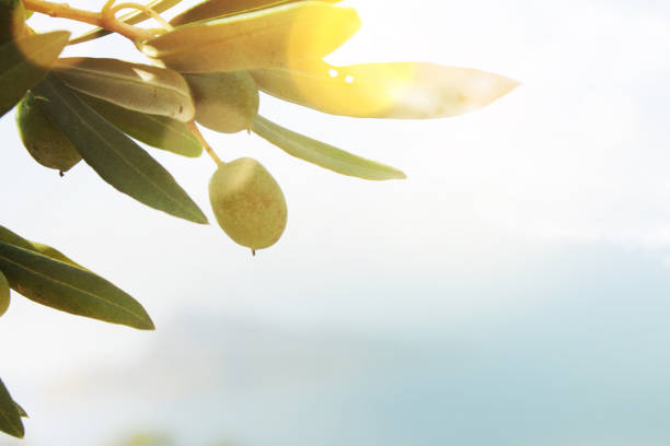 istock Olives, summer backround, Spain, Italy 1015013376