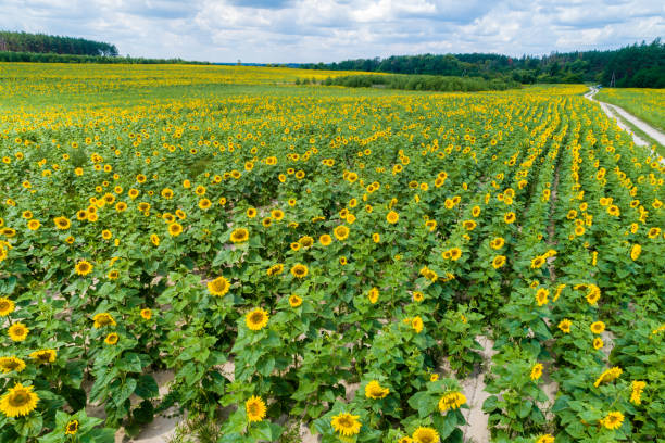 istock Beautiful sunflower field, aerial view 1015015994