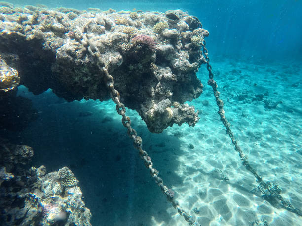 istock A huge coral reef, under the water 1015016374