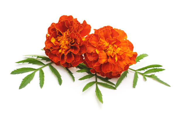 istock Bouquet of marigolds. 1015019516