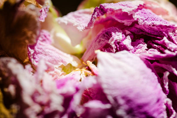 Macro close-up detail of dried plant petals