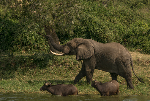 Elephants in the Kazinga Channel in Queen Elizabeth National Park in Uganda in East Africa.