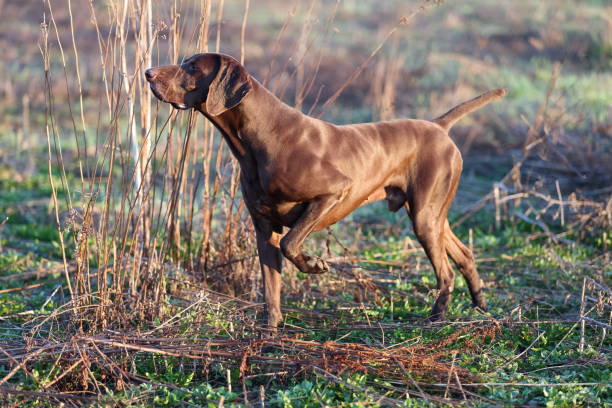 a muscular chocolate brown hound, german shorthaired pointer, a thoroughbred, stands among the fields in the grass in the point, sniffed the smell of a wild game. - german countryside imagens e fotografias de stock