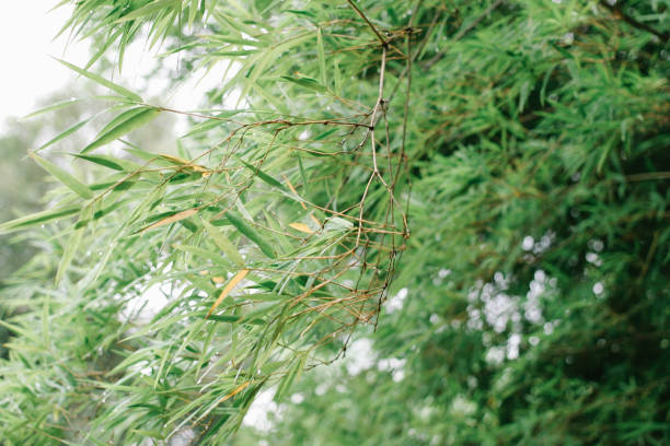istock Beauty of Nature 1015032484