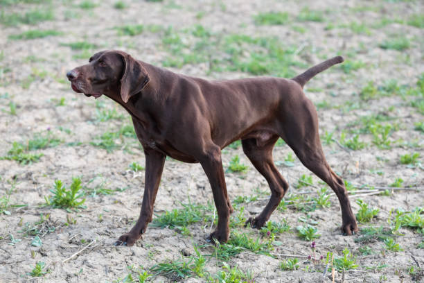 istock A muscular chocolate brown hound, German Shorthaired Pointer, a thoroughbred, stands among the fields in the grass in the point, sniffed the smell of a wild game. 1015032526