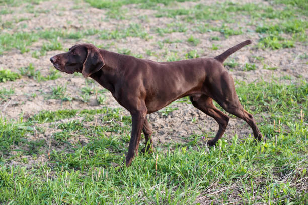 istock A muscular chocolate brown hound, German Shorthaired Pointer, a thoroughbred, stands among the fields in the grass in the point, sniffed the smell of a wild game. 1015032566