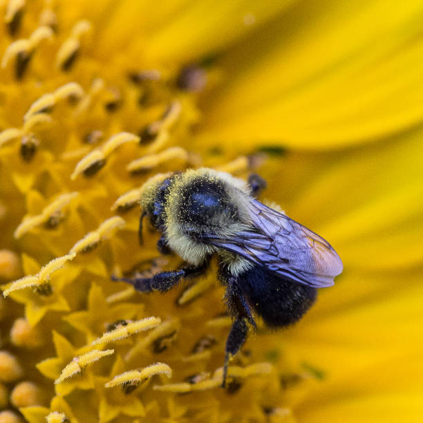 istock Bees collecting pollen from a sunflower. 1015032764