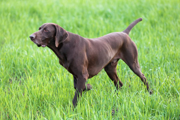 istock A muscular chocolate brown hound, German Shorthaired Pointer, a thoroughbred, stands among the fields in the grass in the point, sniffed the smell of a wild game. 1015033056