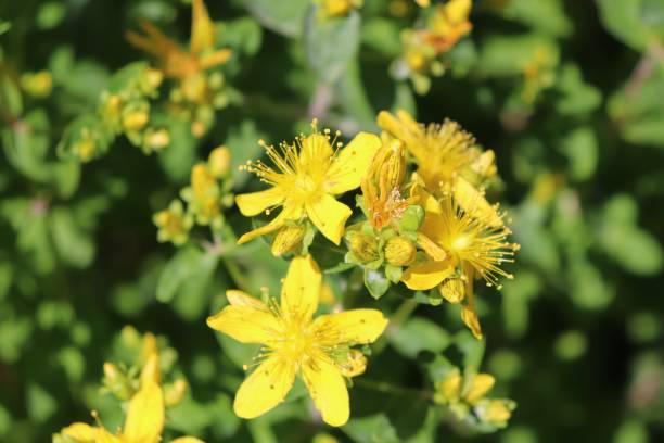 istock Flowers in flowerbeds 1015037864
